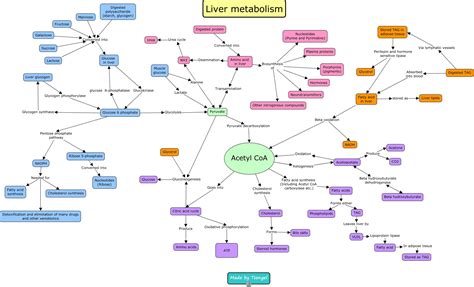 Metabolism In Liver