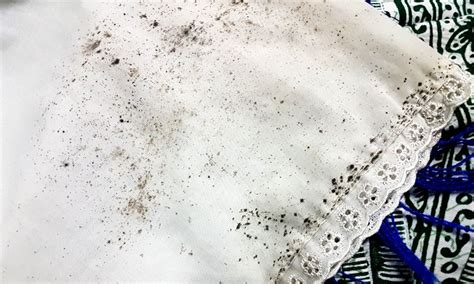 How To Remove Mold From Clothes And Fabric