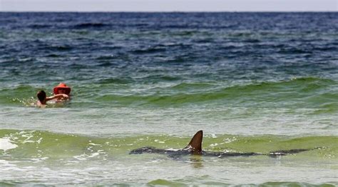 Photo Shark Cruises Florida Beach Wbur News