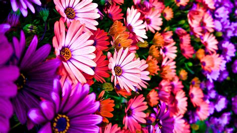 3840x2160 3840x2160 Px 4k Black Colorful Daisies Flowers