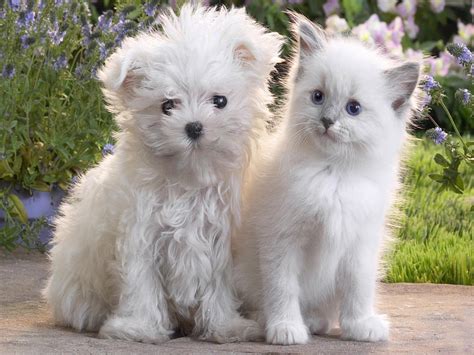 Download Baby Animal Cute White Kitten Puppy Cat Dog Animal Cat And Dog