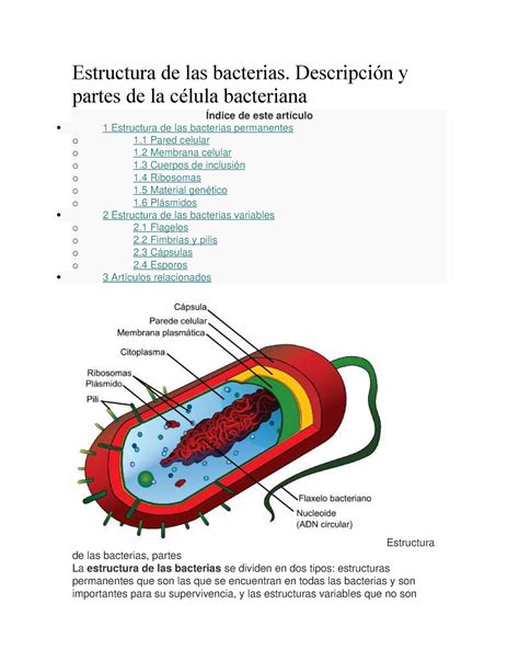 Bacterias Apuntes 1 Estructura De Las Bacterias Descripción Y