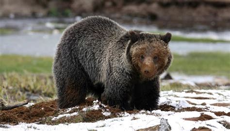 Grizzly Bears And The Endangered Species Act Yellowstone National