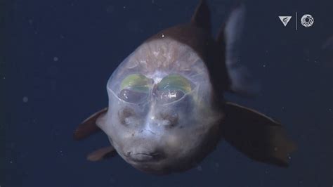 Mbaris Top 10 Deep Sea Animals Pobse
