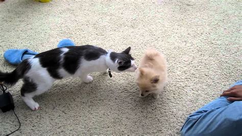 See our puppy care guide. Cat Meets New Puppy For The First Time - YouTube