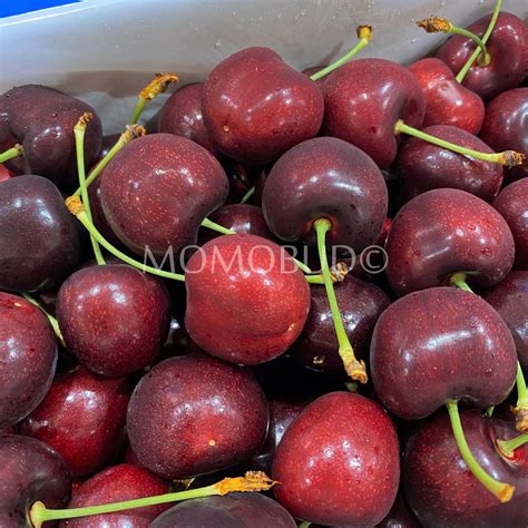 Sweet Red Gold Staccato Red Cherry 2kg Premium Box — Momobud