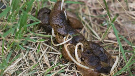 Can You Get Worms By Stepping In Dog Poop