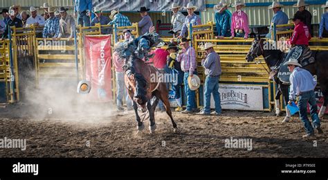 A Cowboy Rides A Bucking Bronco At The Airdrie Pro Rodeo His Cowboy