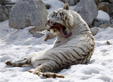 Best Bengal Tiger Images On Pholder Bengals Pics And Eu