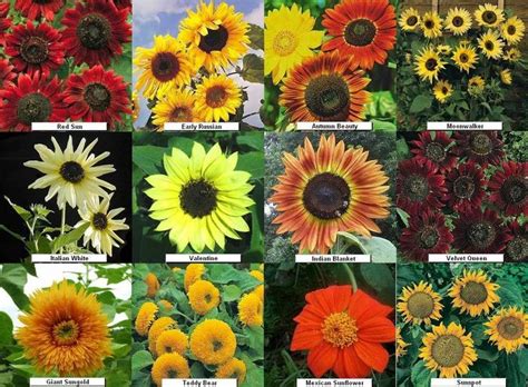 Flowers And More Types Of Sunflowers Fall Flowers Garden Aster Flower