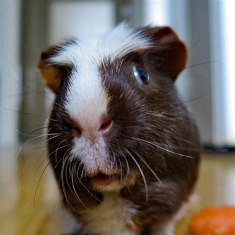 I will try to give everything you need to know about guinea pigs in this article. Why Do Guinea Pigs Squeal? - Lafeber Co. - Small Mammals