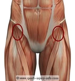 It joins the lower limb to the pelvic girdle. Muscle Tightness and Joint Injury, Prevention and Cure