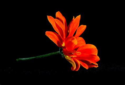 Details 100 Orange Flower Background Abzlocalmx