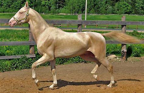 Akhal Teke Horse Breed All Horse Breeds