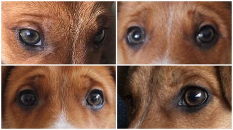 Rare Puppy Eye Color Chart
