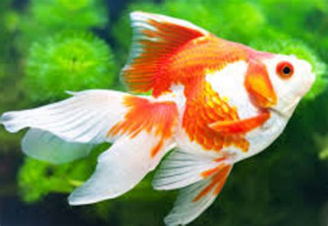 Ikan hias kecil tanpa oksigen. 76 Ikan Hias Air Tawar Aquarium tanpa Oksigen dan dengan ...