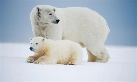 Creatures Of Arctic Animals Thriving In The Frigid Tundra Of Arctic Circle
