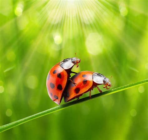 Ladybugs Love Photograph By Kletr Pictures