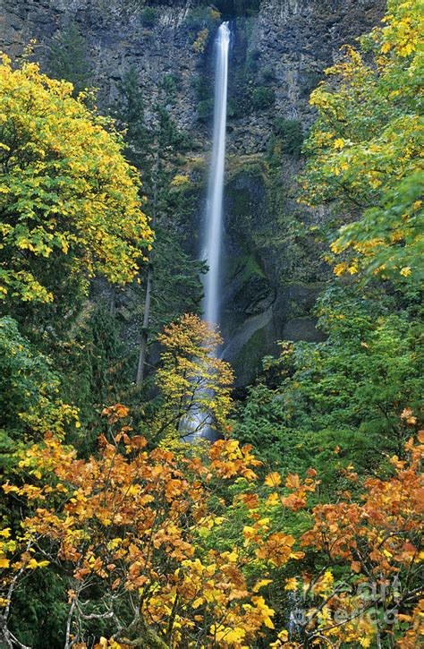 Fall Colors Frame Multnomah Falls Columbia River Gorge Oregon