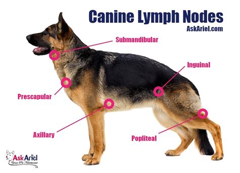Symptoms And Holistic Treatment Of Lymphoma In Dogs