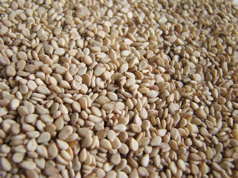 Sesame Seed Free Photo Download Freeimages