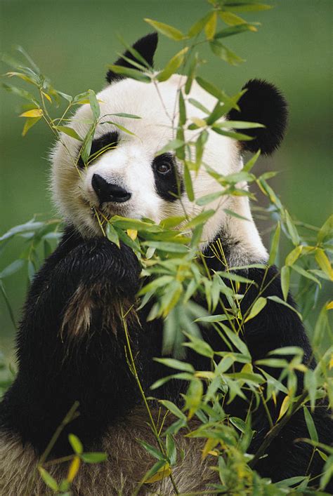 Giant Panda Eating Bamboo By Gerry Ellis