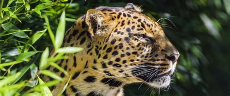 Download Wallpaper 2560x1080 Leopard Animal Predator Wildlife Dual