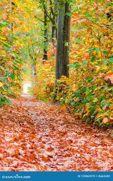 Autumn Forest Nature Background Autumn Fall Forest Stock Photo