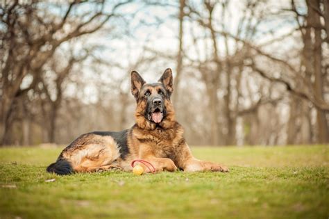 Are German Shepherds Smart All About Gsd Intelligence Bark Post