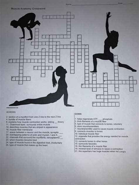 Anatomy arcade makes basic human anatomy come alive through awesome free flash games and interactives. Muscle Anatomy Crossword