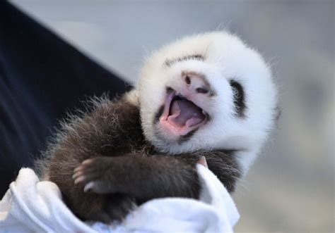 Panda Twin Cubs Born At Atlanta Zoo Chinaculture