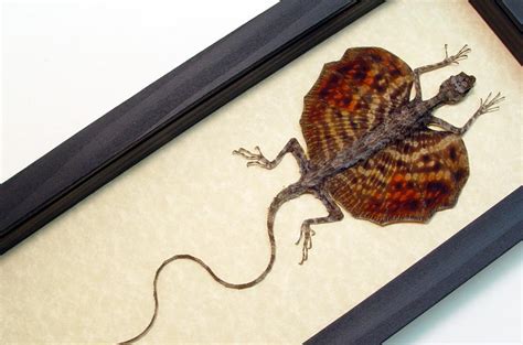 We recently did a very successful kickstarter to create a new deluxe version of our rpg tunnels & trolls, which is available here. Draco sp-Multi Colored Real Framed Flying Dragon Lizard ...