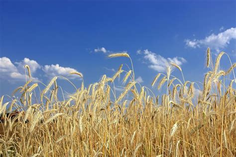13 Best Examples Of Cover Crops For Your Small Farm In 2023 Small