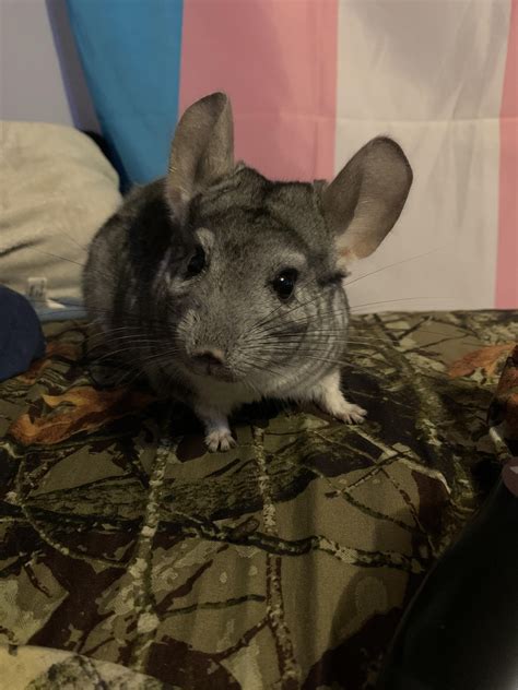 This is Bubba, my chinchilla who survived cancer, and he hopes you guys 