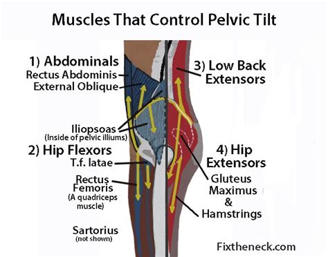 They are divided into three groups, as shown below. Anterior Pelvic Tilt: let's talk about your curvy low back ...