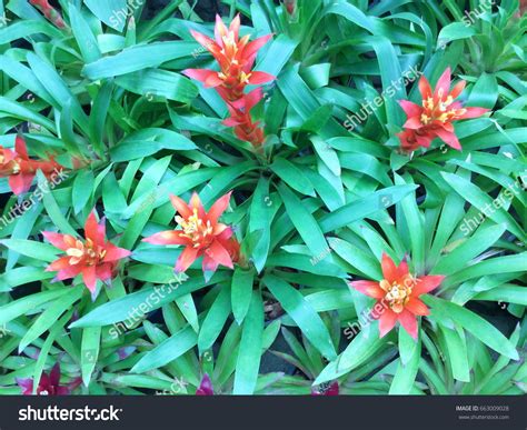 Red Bromeliad Flower Top View Stock Photo 663009028 Shutterstock