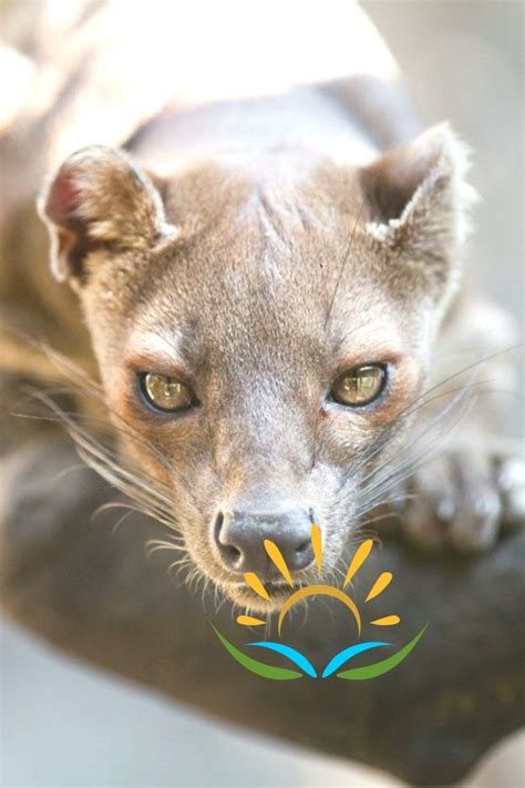 Fossa Is A Cat Like Carnivorous Mammal That Is Endemic To Madagascar