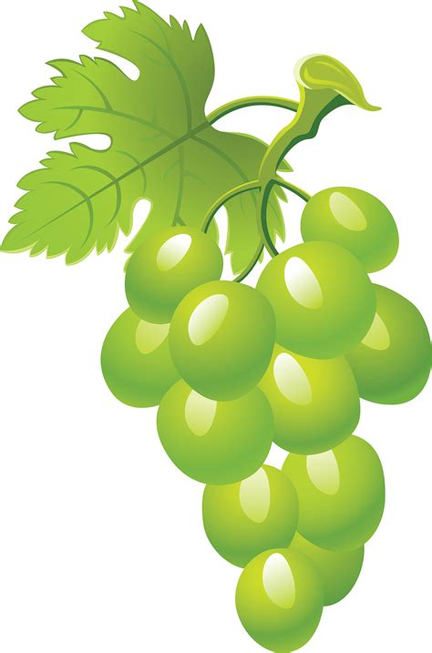 Green Grapes PNG Image | Grape drawing, Green grapes, Grapes