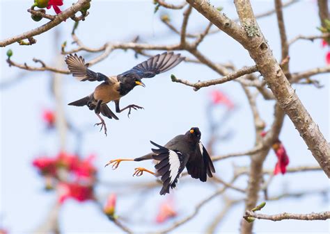 Rosy Starling And Common Myna In Territorial Fight