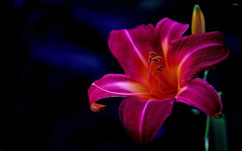 Red Lily Wallpapers Top Free Red Lily Backgrounds Wallpaperaccess