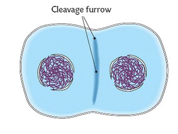 In both animal and plant cells, cell division is also driven by vesicles derived from the golgi apparatus, which move along microtubules to the middle of the cell. Cell Division