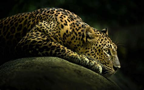 Amazing Wild Animal Leopard Hd Wallpapers Hd Wallpapers