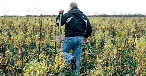 Cover Crops A Farming Revolution With Deep Roots In The Past The New