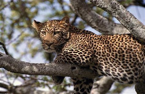 Wild Animal Leopard On Tree Hd Pics Hd Wallpapers