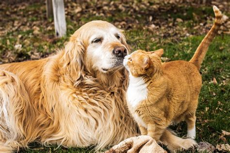 Cat Friendly Dog Breeds For Your Feline Friend Cattitude Daily