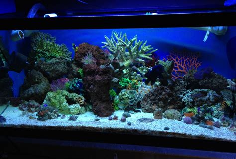 40 Gallon Salt Tank Reef Tank Saltwater Saltwater Aquarium