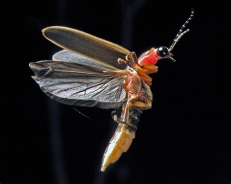 Firefly And Lightning Bug Facts Pictures Information