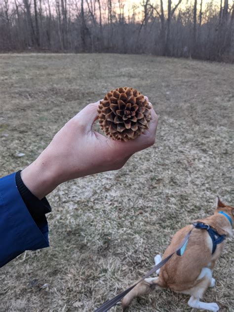 This Perfect Pine Cone Found On A Walk Mildlyinteresting