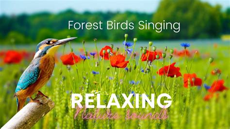 Forest Birds Singing Relaxing Nature Sounds Youtube