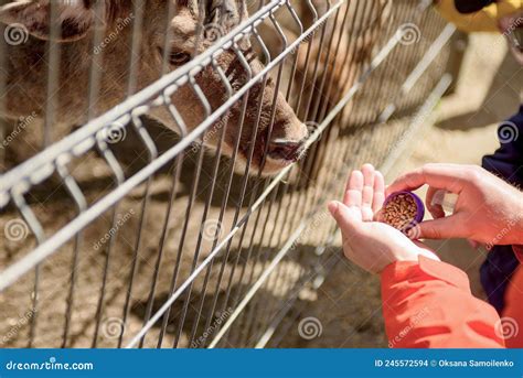 A Child Feeds Wild Deer With His Hands In The Zoo Stock Photo Image